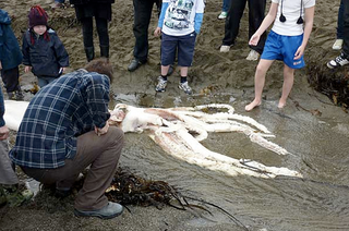 Illustration for article titled 13-foot-long giant squid washes up on New Zealand beach
